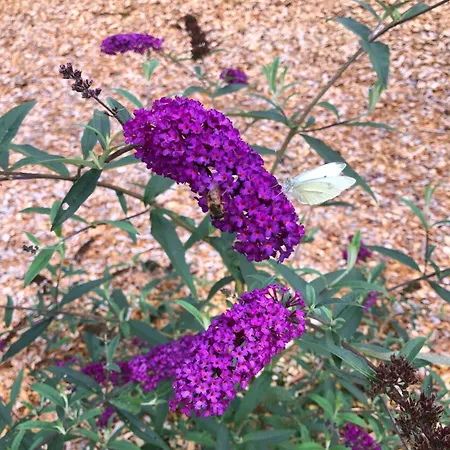 Lägenhet Billund Rooms Billund