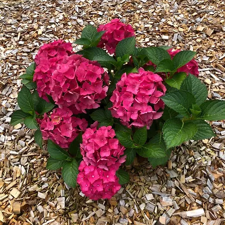 Διαμέρισμα Billund Rooms *