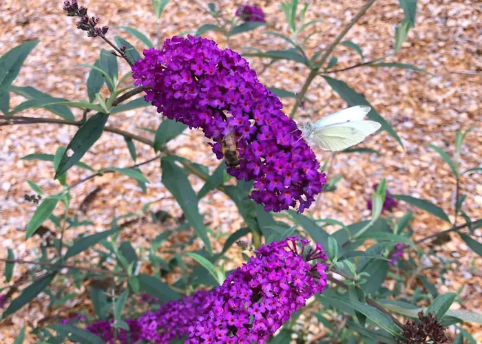 Apartman Billund Rooms Billund