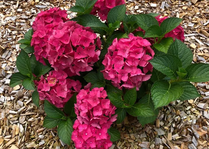 Apartman Billund Rooms *